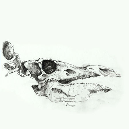 STEGOSAURUS SKULL